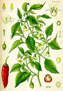 http://upload.wikimedia.org/wikipedia/commons/thumb/5/57/Illustration_Capsicum_annuum0.jpg/220px-Illustration_Capsicum_annuum0.jpg