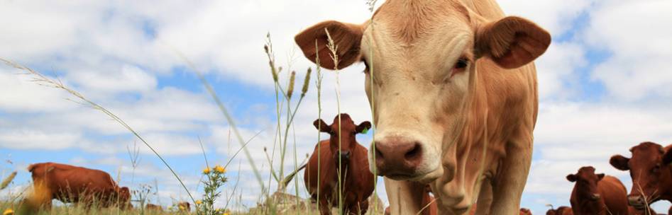 http://www.baumann-lamm.de/wp-content/uploads/kalb_header_11-neu.jpg