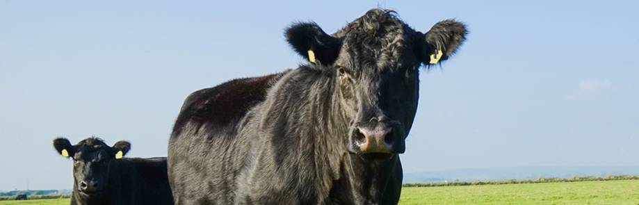 http://www.baumann-lamm.de/wp-content/uploads/rind_header_11.jpg